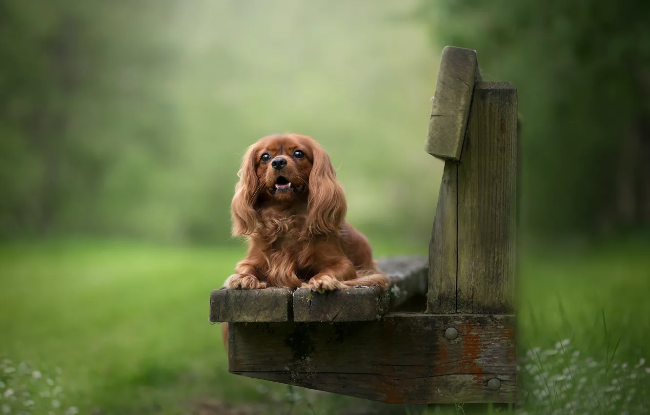 Photo wallpaper grass, look, bench, nature, Park, glade, dog, shop