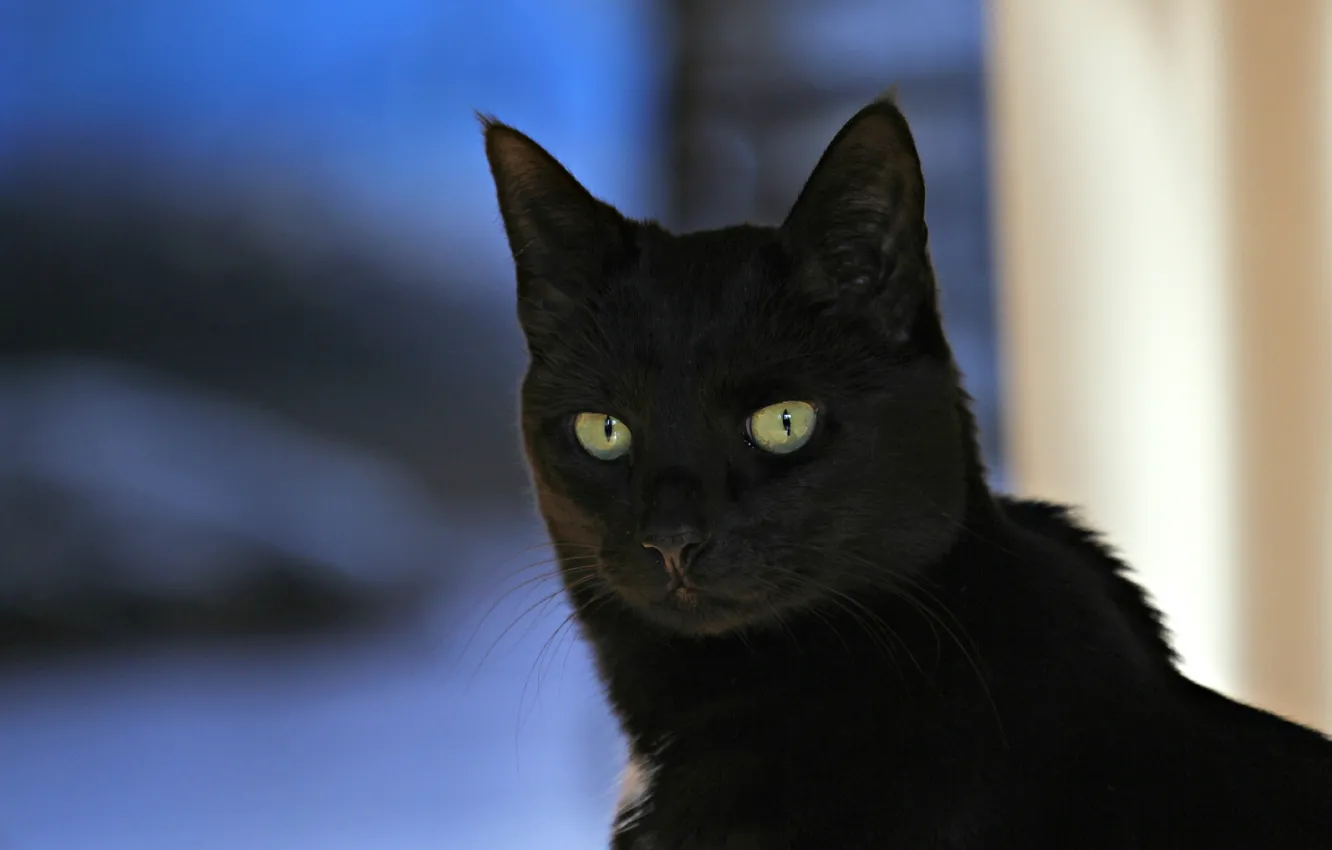 Photo wallpaper cat, look, background, black