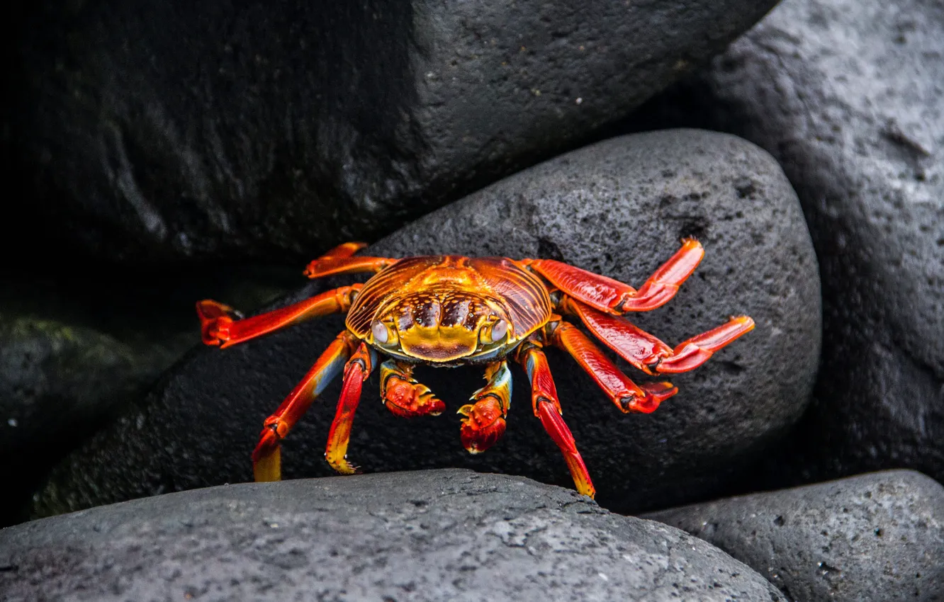 Photo wallpaper red, the dark background, stones, shore, crab, crab, claws