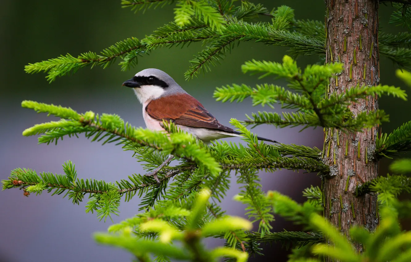 Photo wallpaper bird, bokeh, pine branches, Lazhansky Rufat, An ordinary crook
