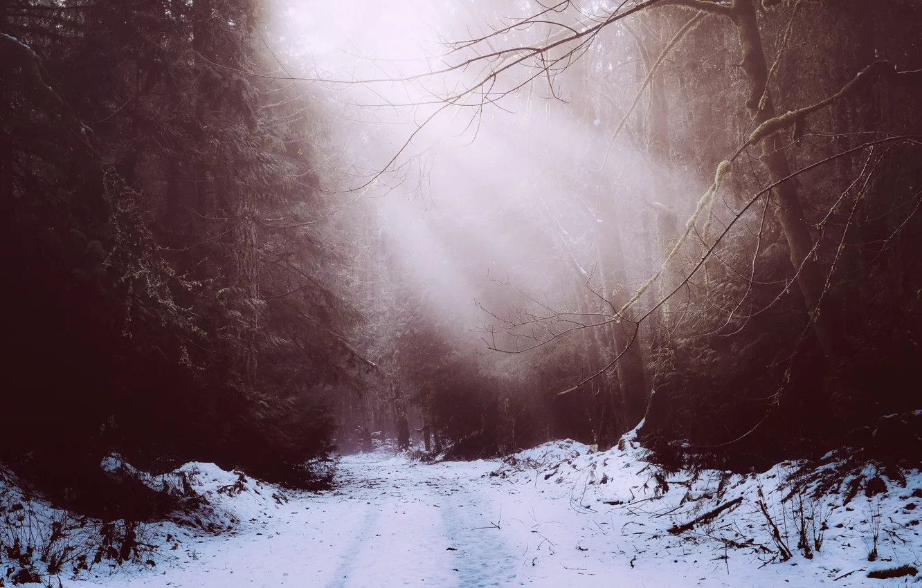 Photo wallpaper winter, forest, snow
