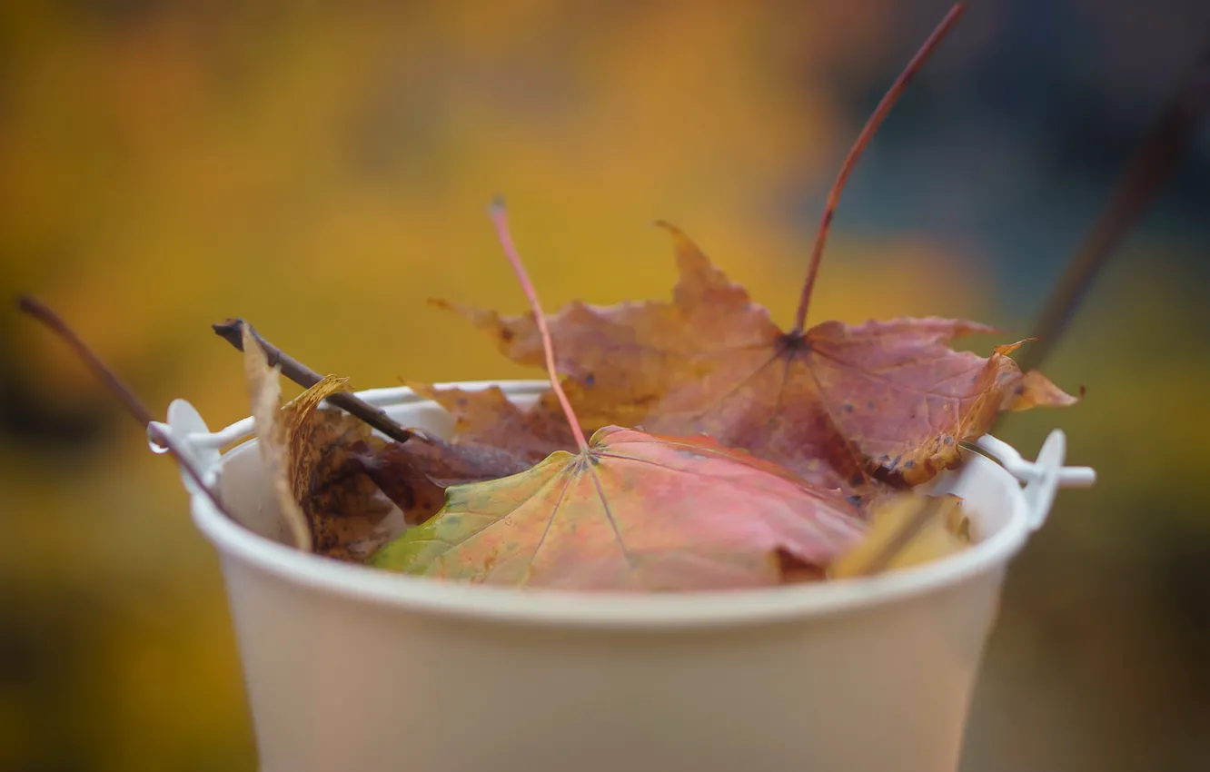 Photo wallpaper autumn, leaves, nature, bucket