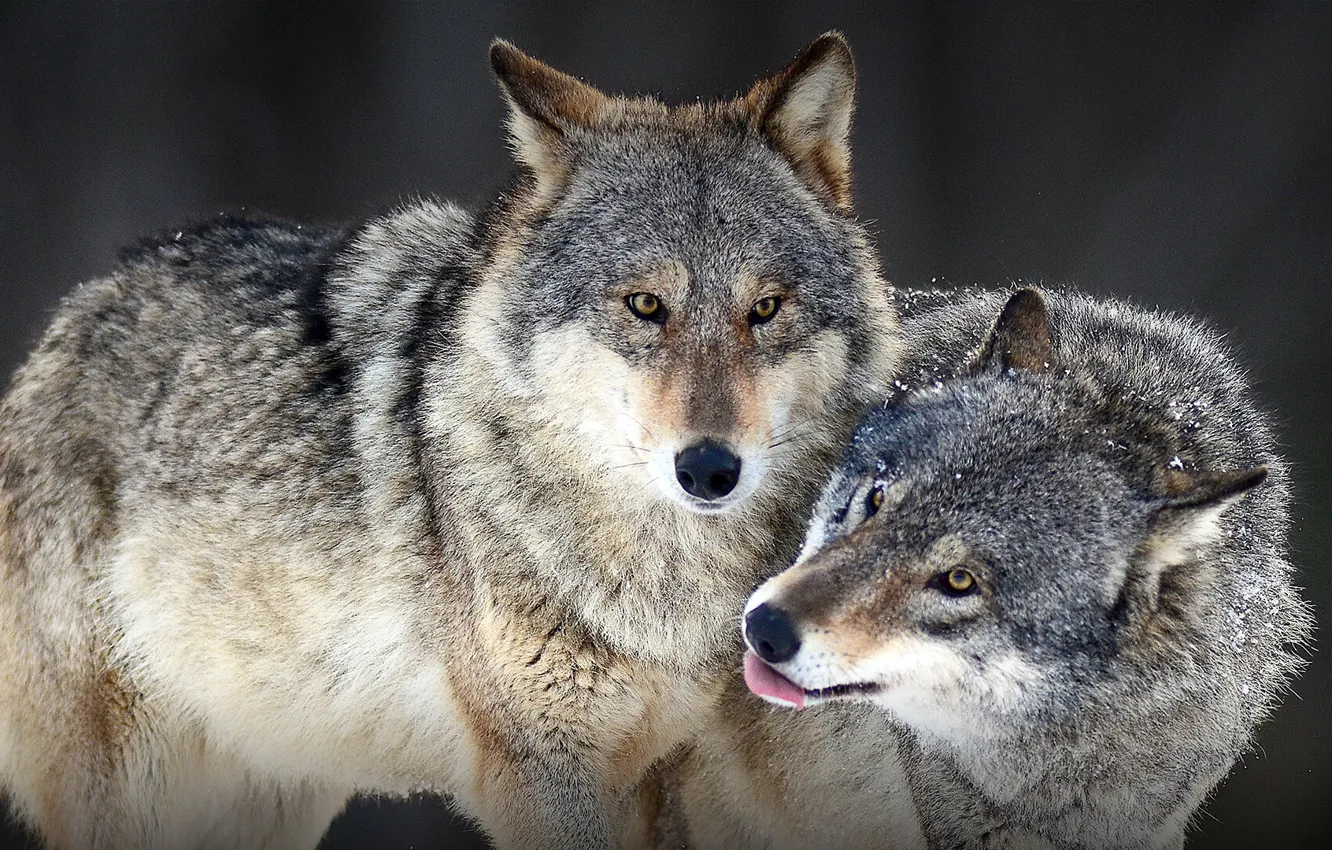 Photo wallpaper animals, wolves, look, wildlife