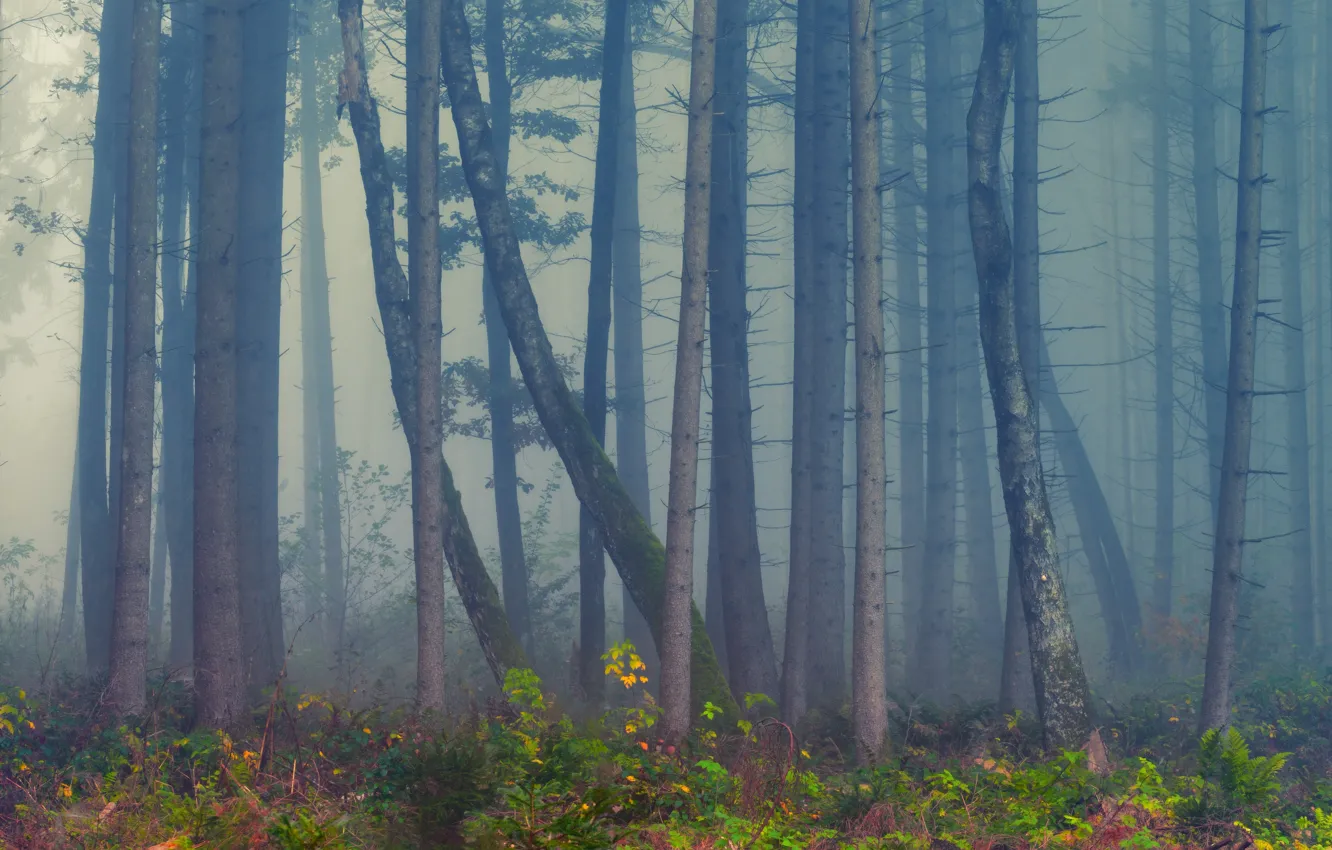 Photo wallpaper forest, trees, nature, fog