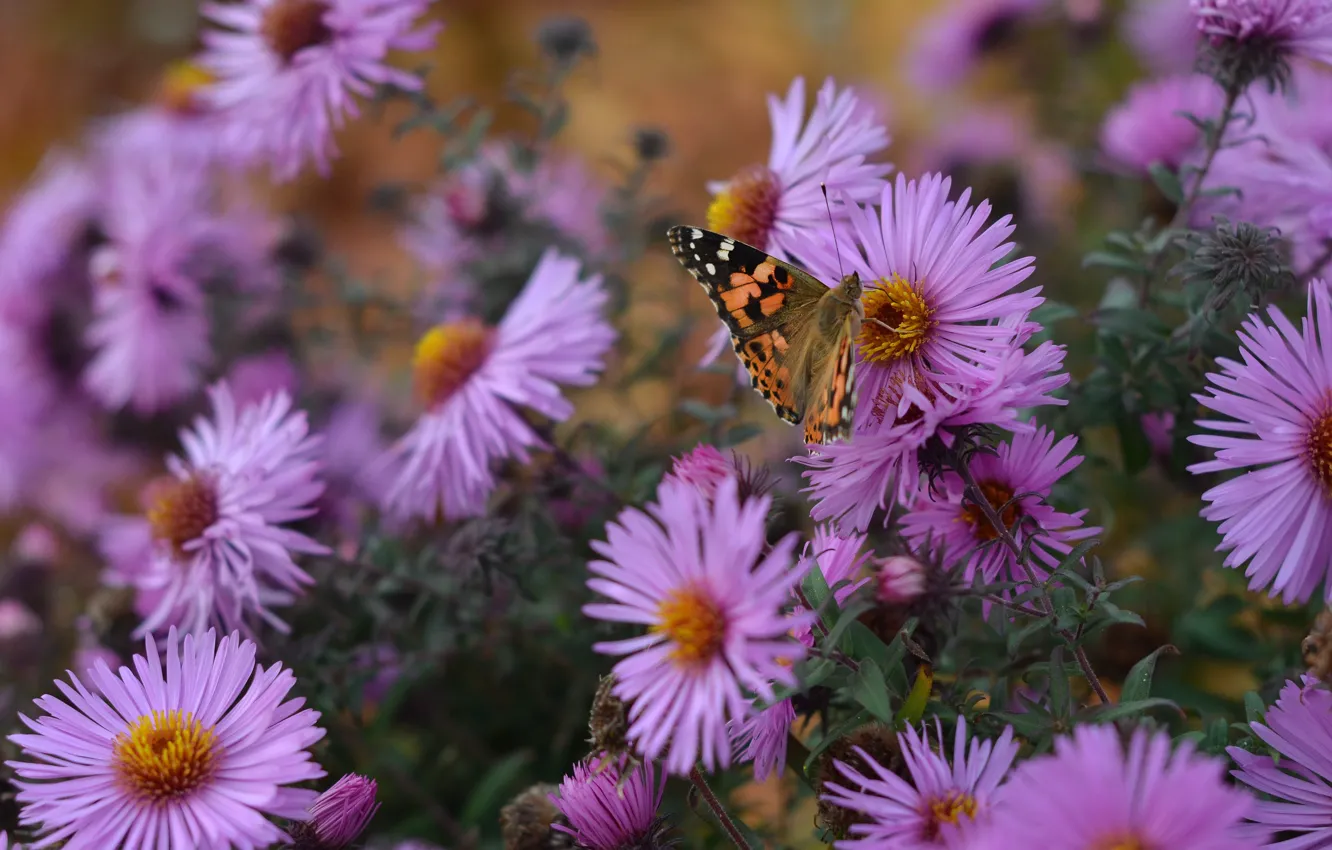 Photo wallpaper autumn, flowers, nature, butterfly, asters, santbrink