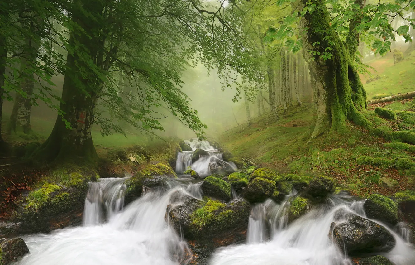 Photo wallpaper forest, landscape, nature, fog, stream, stones, waterfall