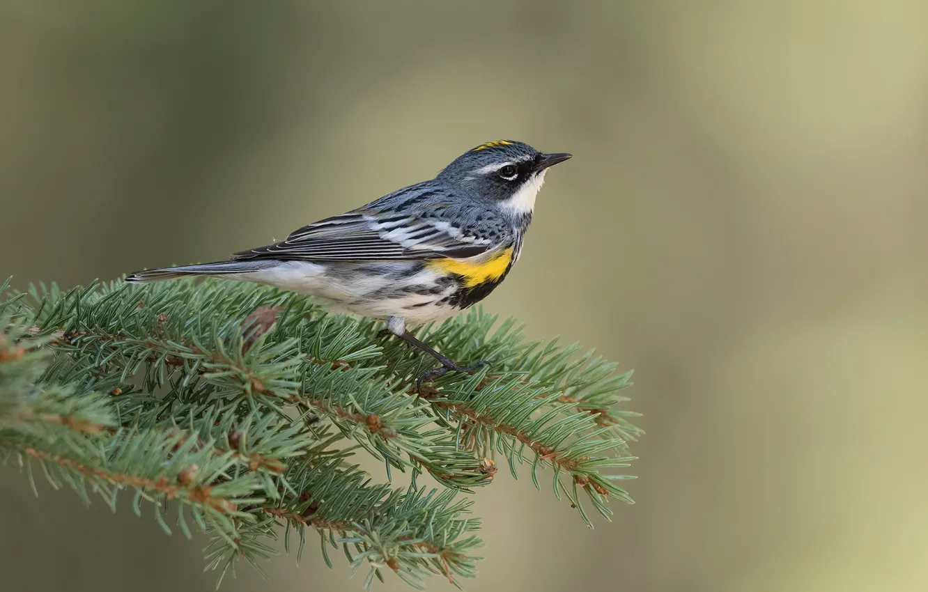 Photo wallpaper branches, bird, paint, spruce, feathers