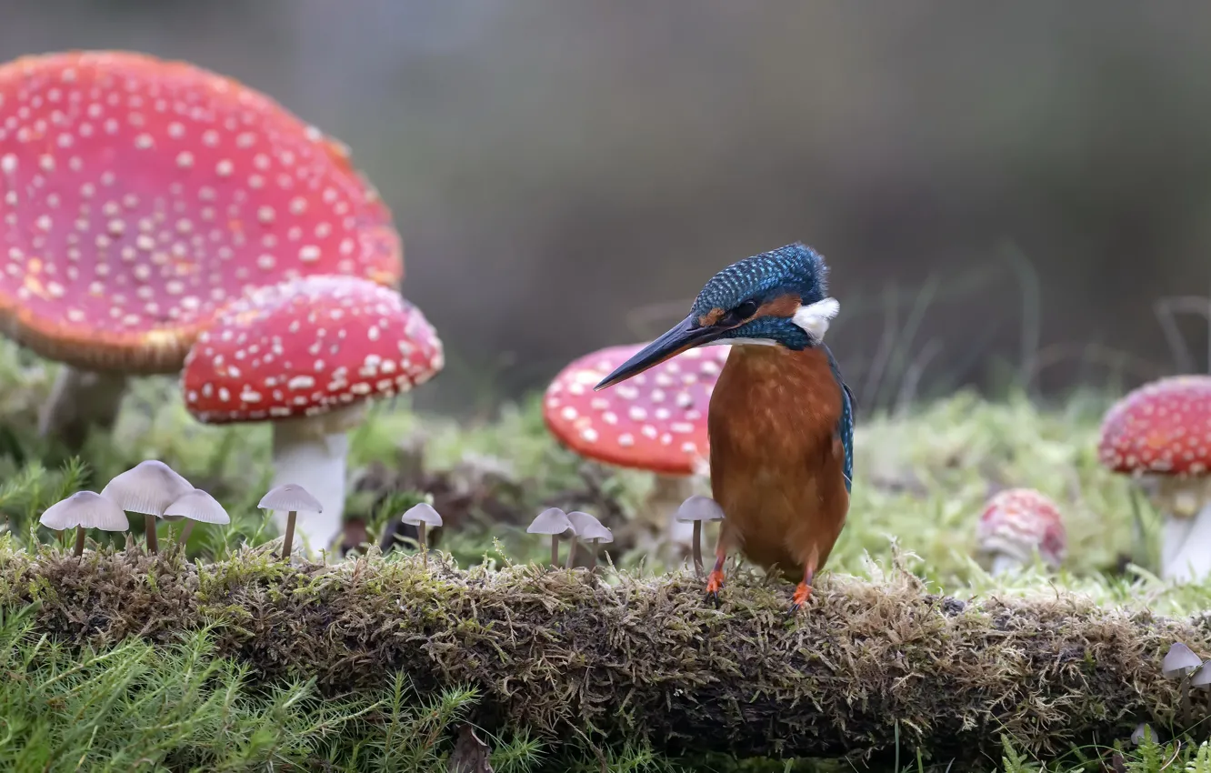 Photo wallpaper nature, bird, mushrooms