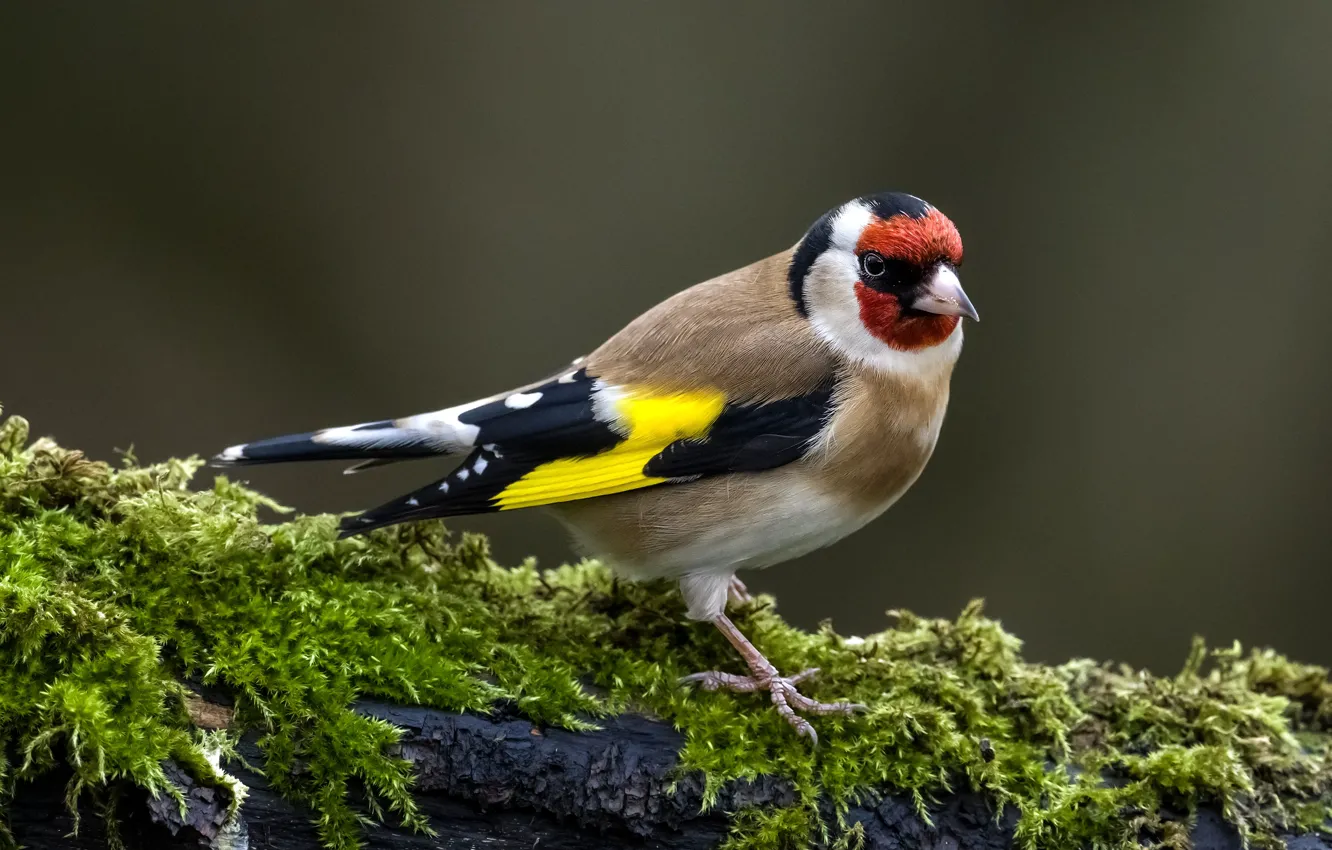 Photo wallpaper branches, background, bird, moss, goldfinch