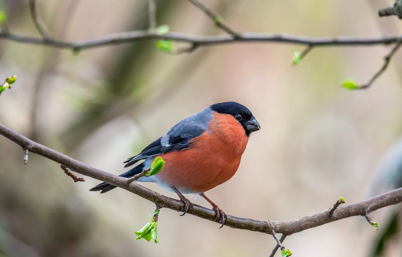 Photo wallpaper branches, bird, bullfinch