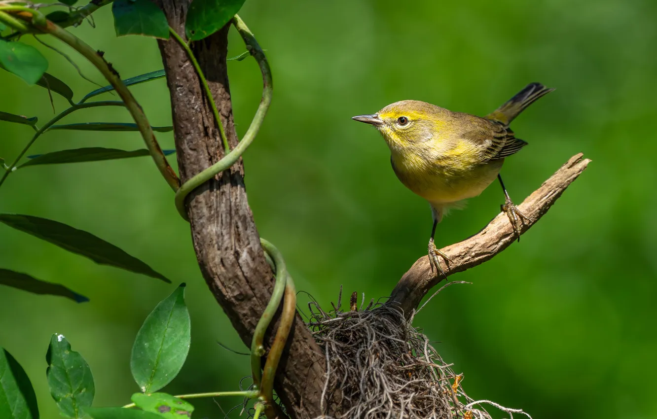 Photo wallpaper branches, bird, vines