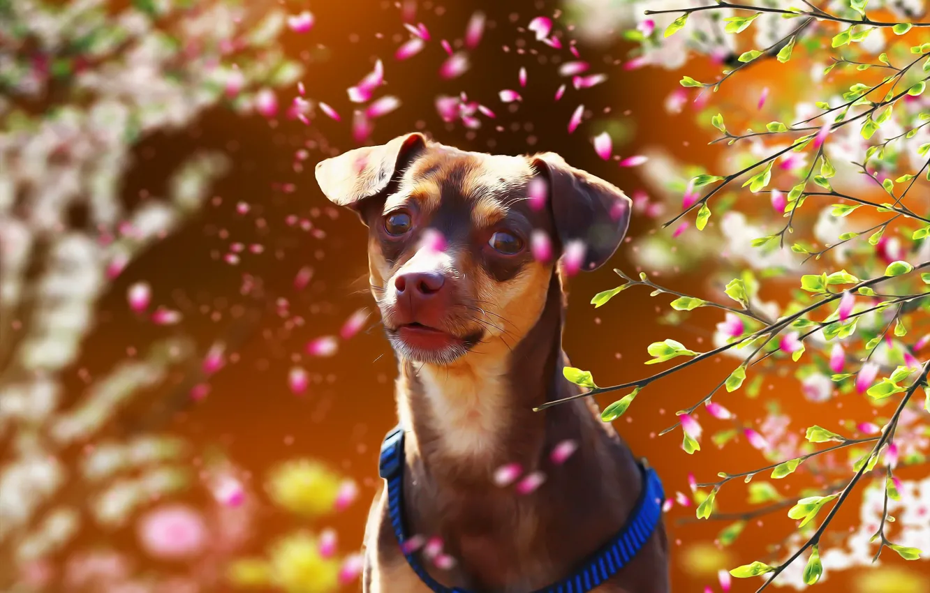 Photo wallpaper summer, each, dog, Yorkshire Terrier