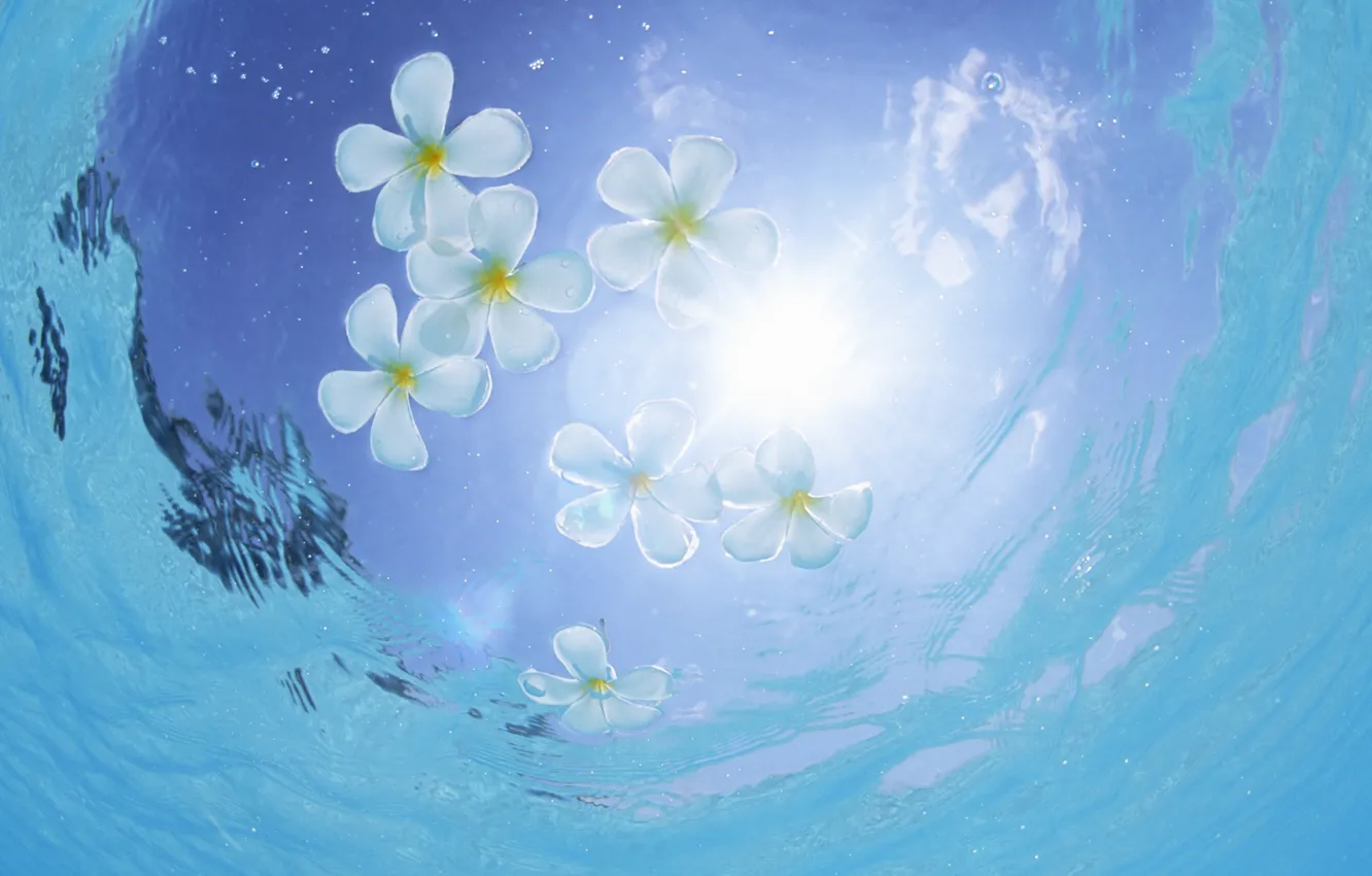 Photo wallpaper water, the sun, flowers, stay, petals, flowers, swim