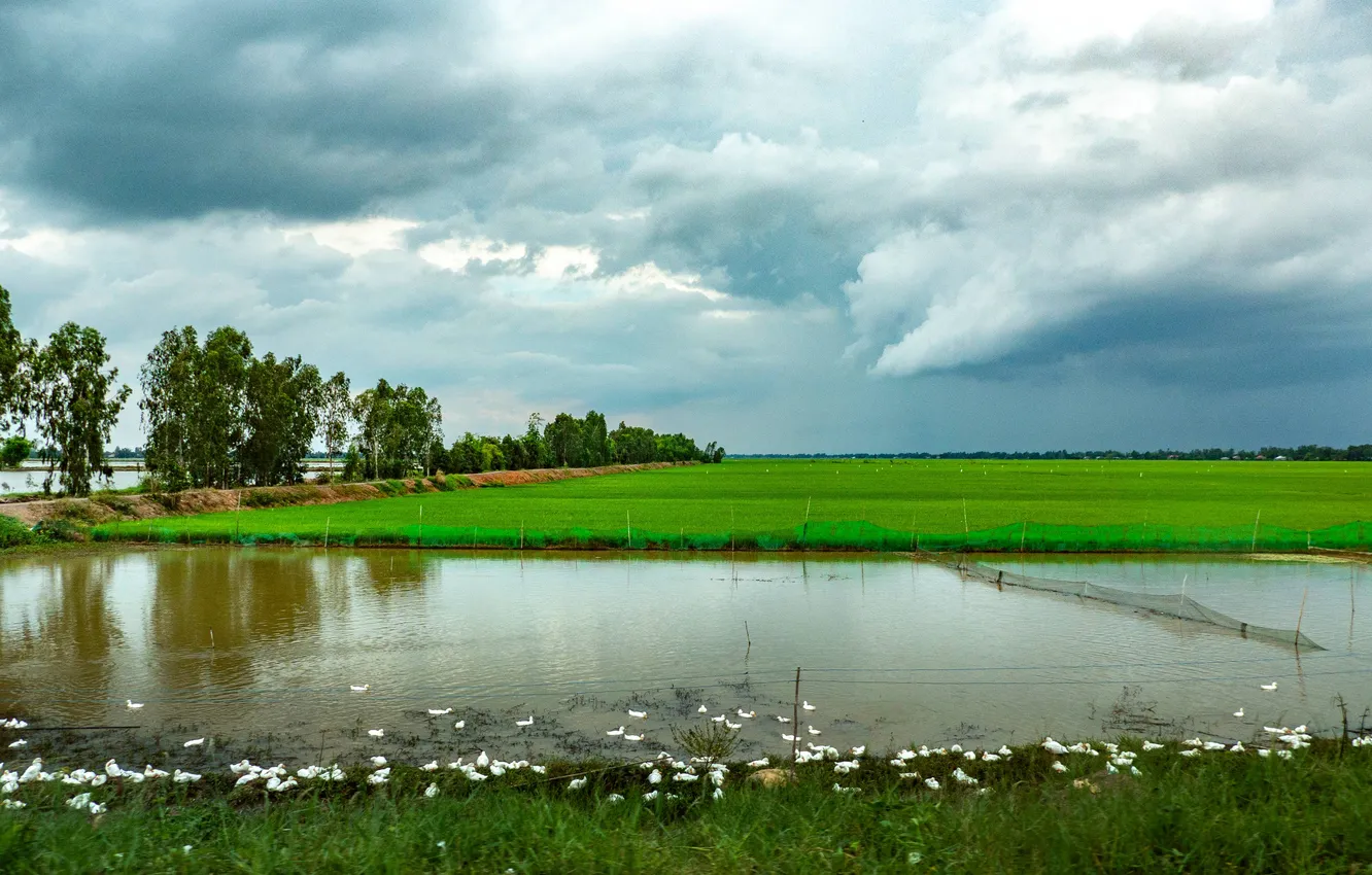 Photo wallpaper wallpaper, nature, High Definition