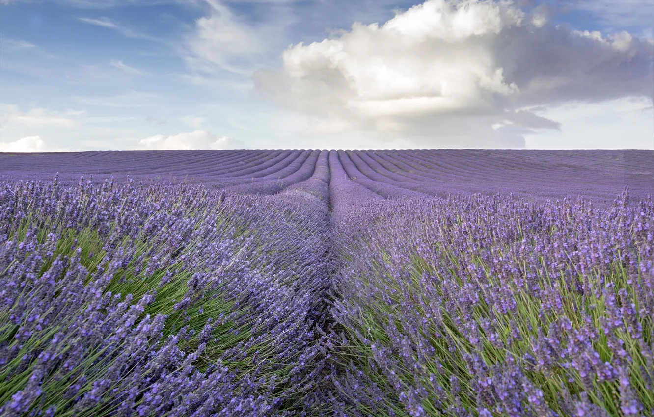 Photo wallpaper field, lavender, countryside, farm, lavender field