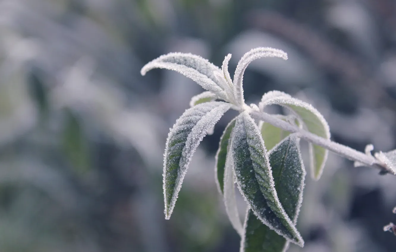 Photo wallpaper cold, frost, leaves, branches, plant