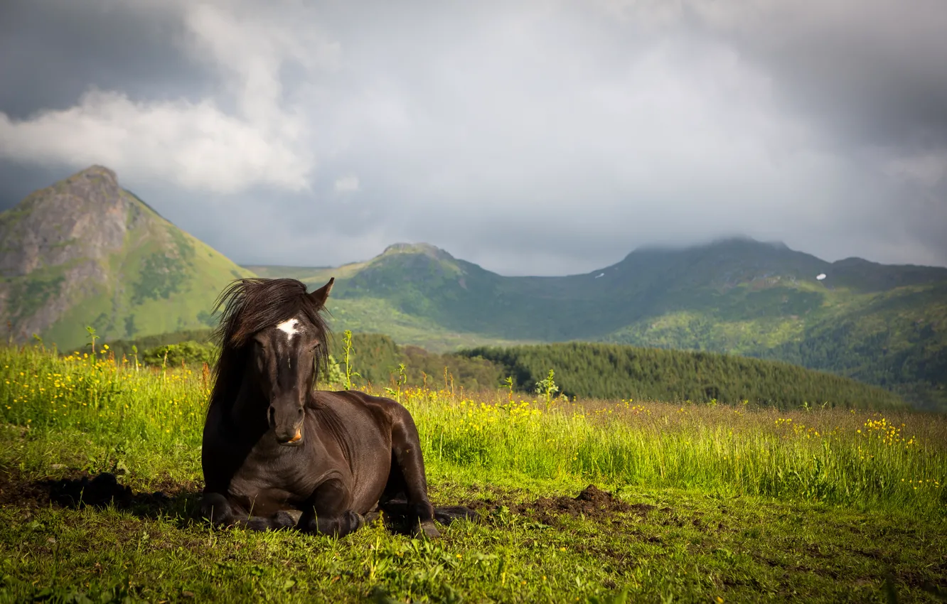 Photo wallpaper mountains, horse, meadow