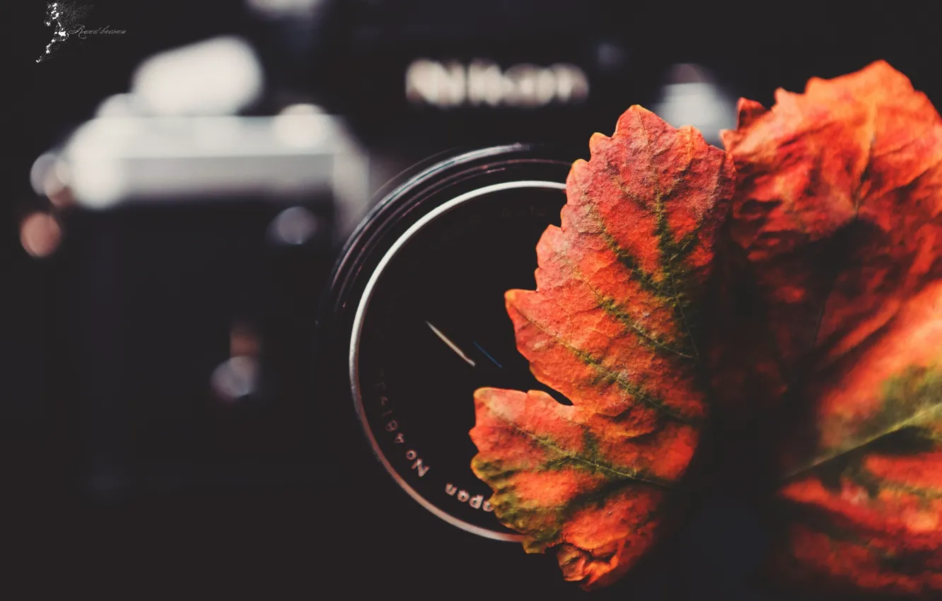 Photo wallpaper autumn, leaves, camera, cameras, lens, lenses