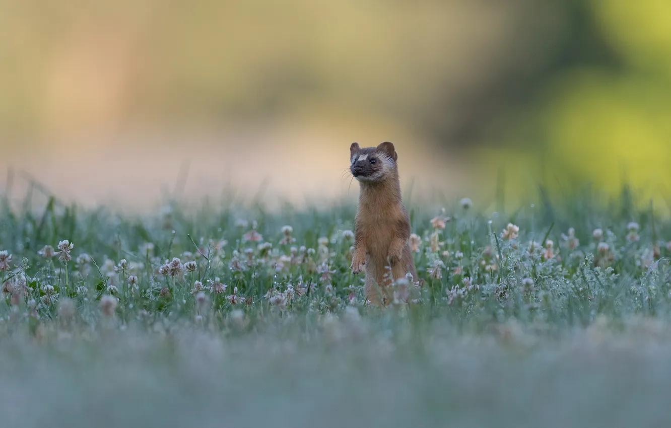 Photo wallpaper flowers, Rosa, glade, clover, weasel, stand, ferret, marten