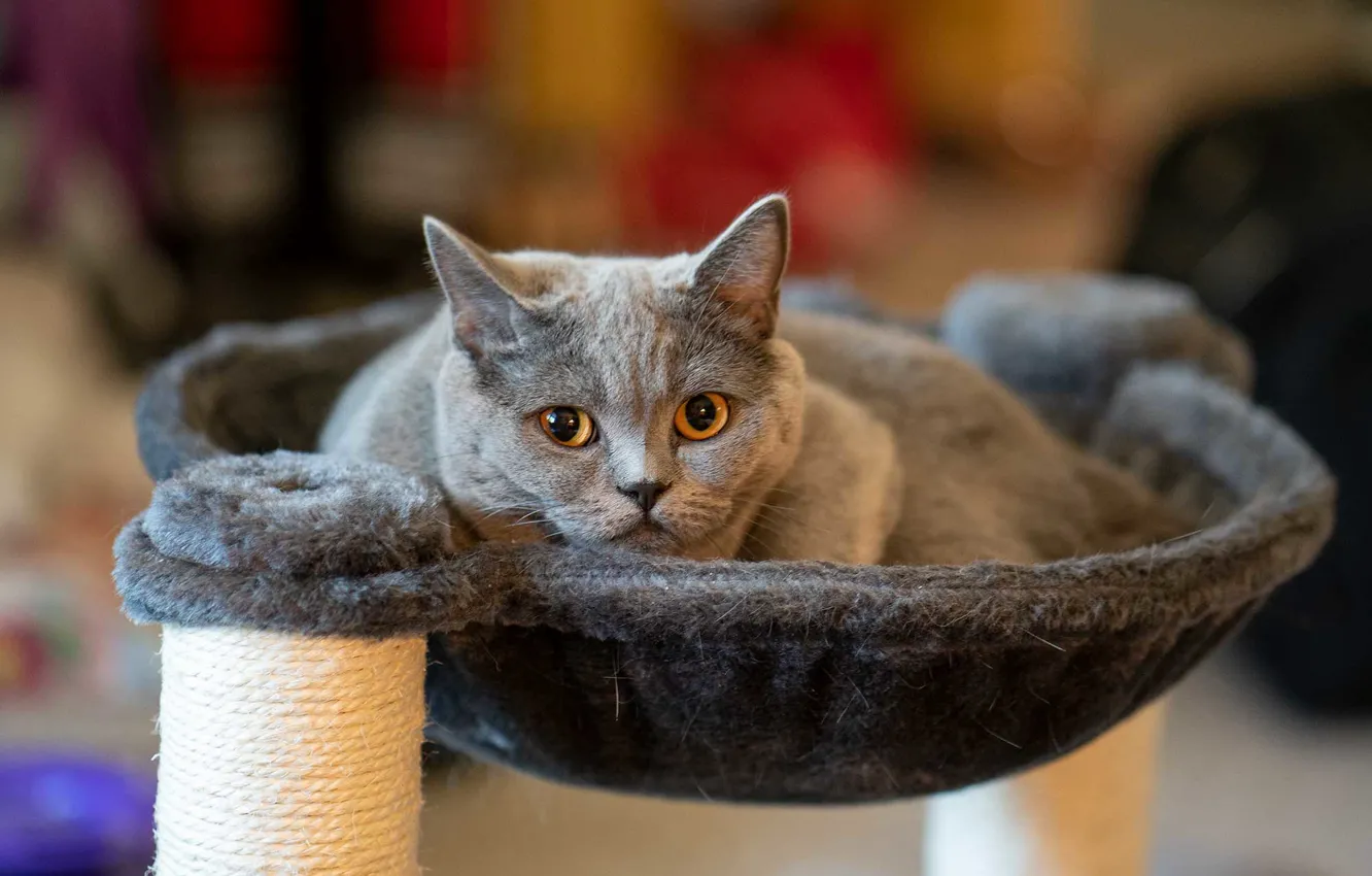 Photo wallpaper cat, cat, look, face, grey, lies, fur, the room