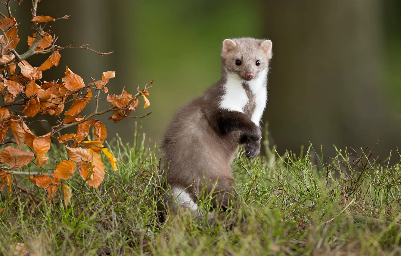 Photo wallpaper autumn, grass, look, leaves, branches, background, stand, marten