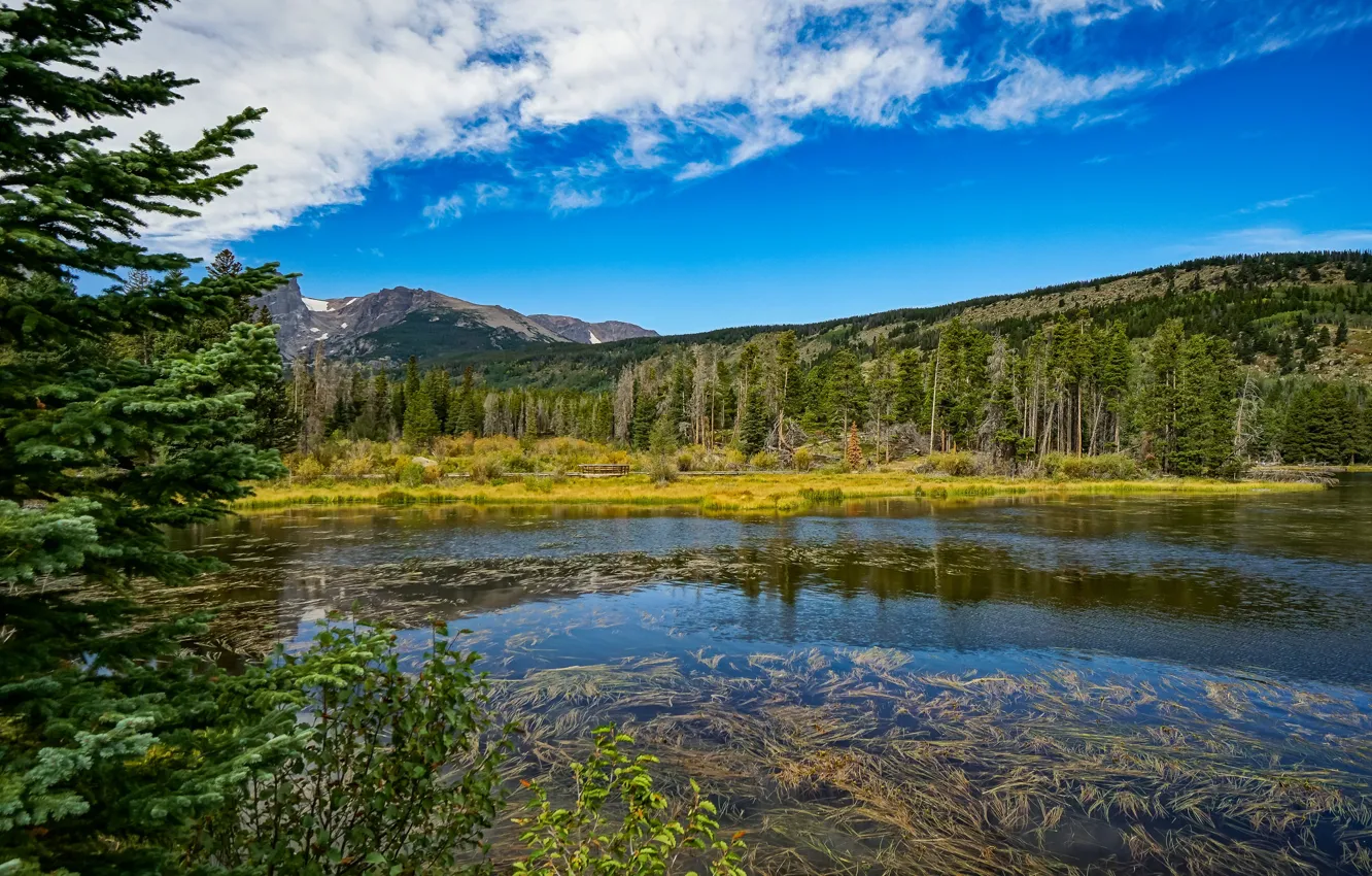 Photo wallpaper forest, trees, nature, pond