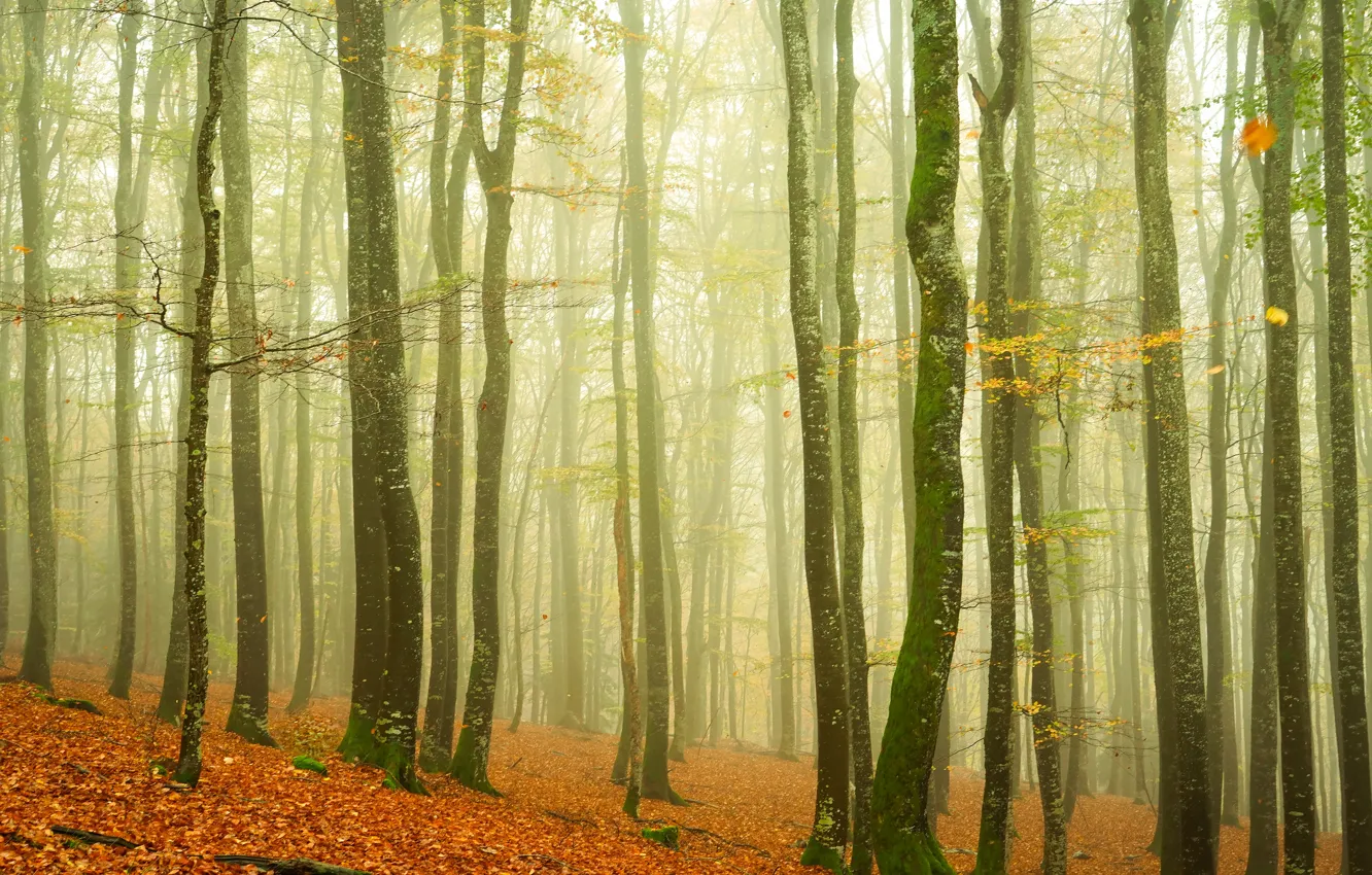 Photo wallpaper autumn, forest, trees, trunks, autumn leaves