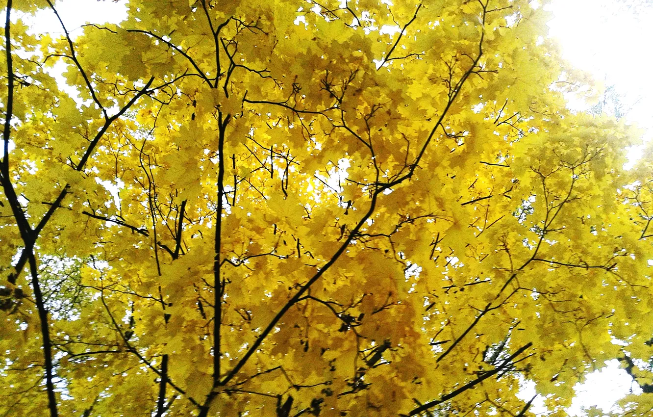 Photo wallpaper autumn, leaves, October 2024