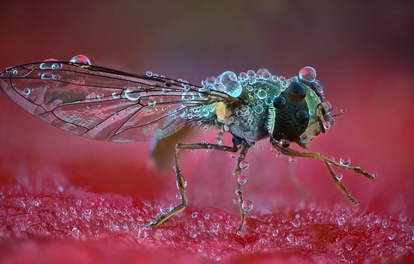 Photo wallpaper drops, macro, fly, background, insect