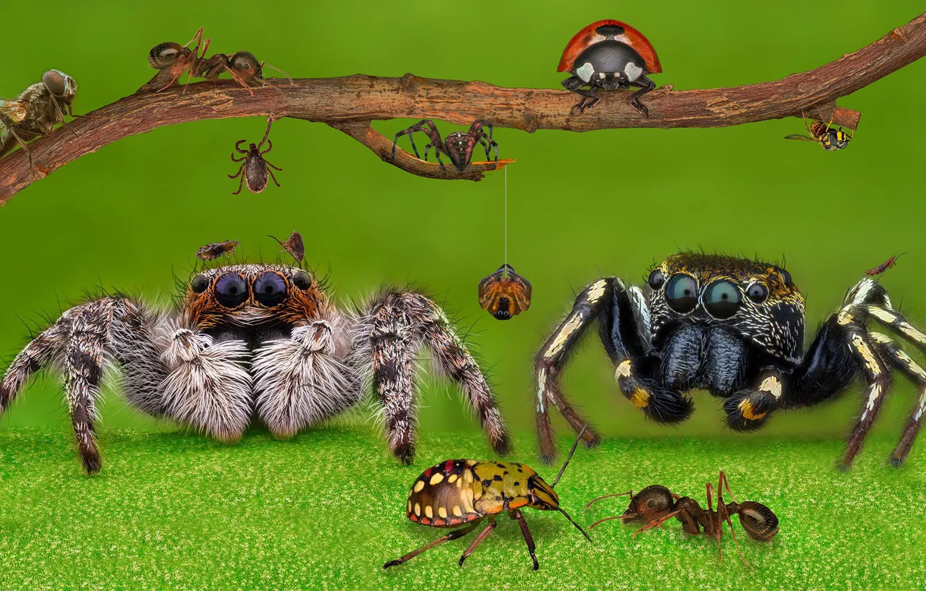 Photo wallpaper macro, ladybug, spider, a lot