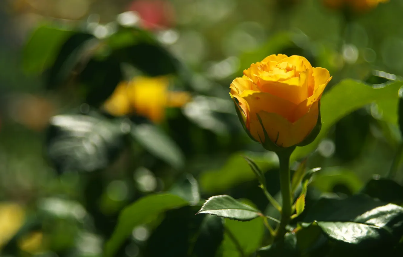 Photo wallpaper orange, roses, buds