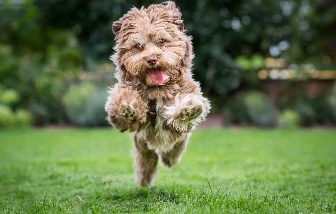 Photo wallpaper look, each, dog