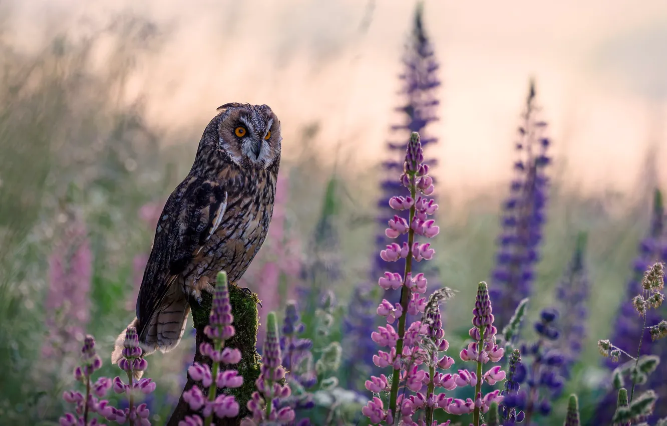 Photo wallpaper look, flowers, branches, nature, owl, bird, glade, lilac