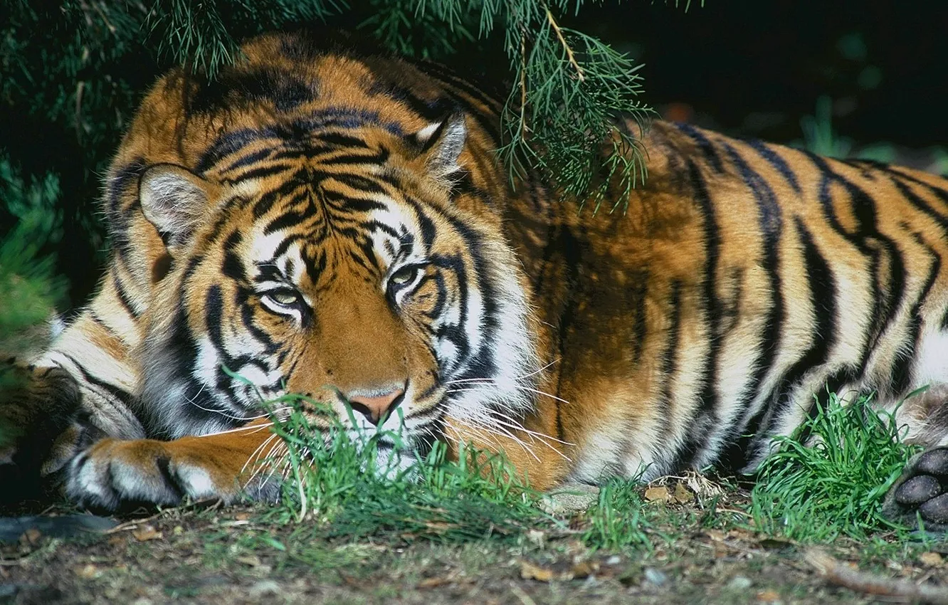 Photo wallpaper cat, tiger