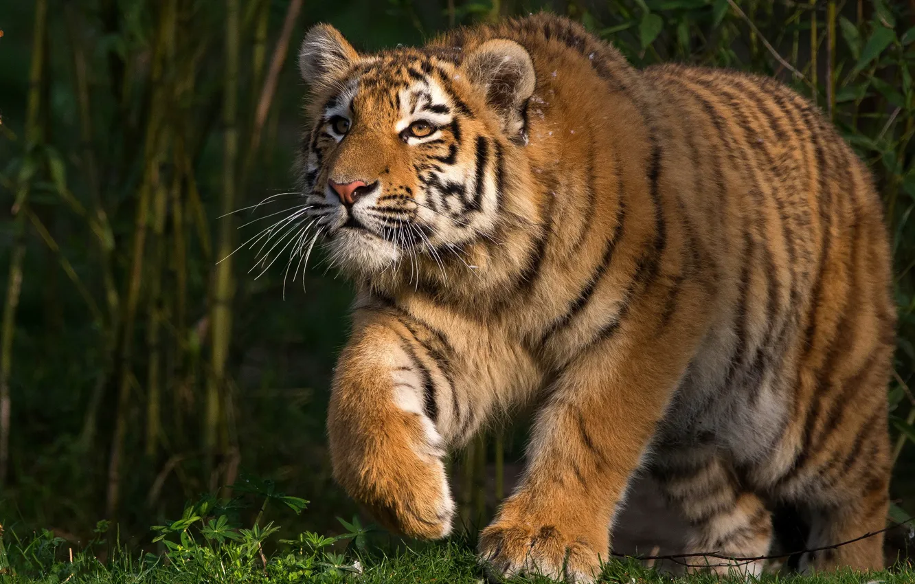 Photo wallpaper grass, look, face, leaves, light, nature, tiger, pose