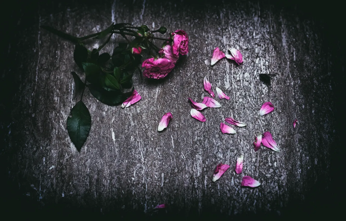 Photo wallpaper flowers, background, petals