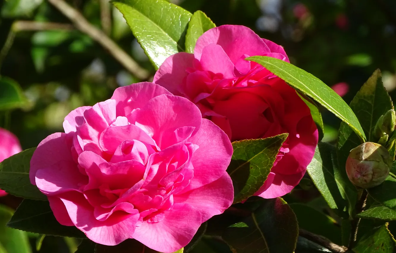 Photo wallpaper leaves, flowers, Camellia