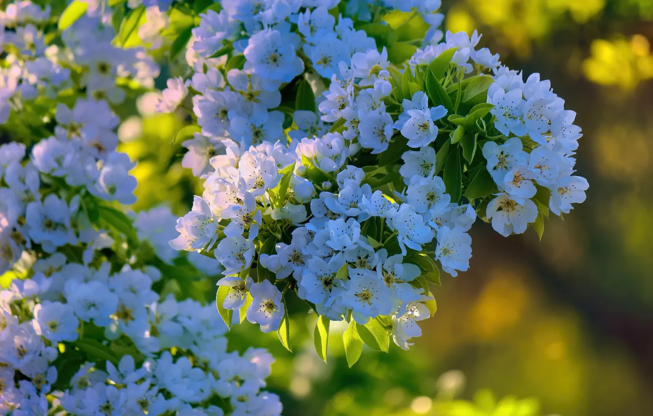 Photo wallpaper greens, flowers, branches, cherry, spring, garden, white, flowering