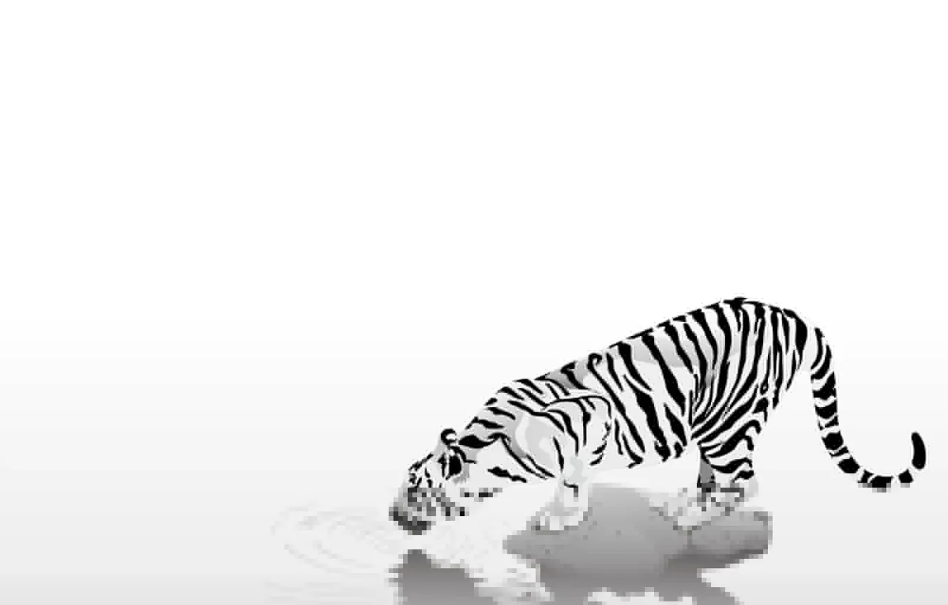 Photo wallpaper animals, easy, strips, tiger, black & white, black and white, caution, thirst