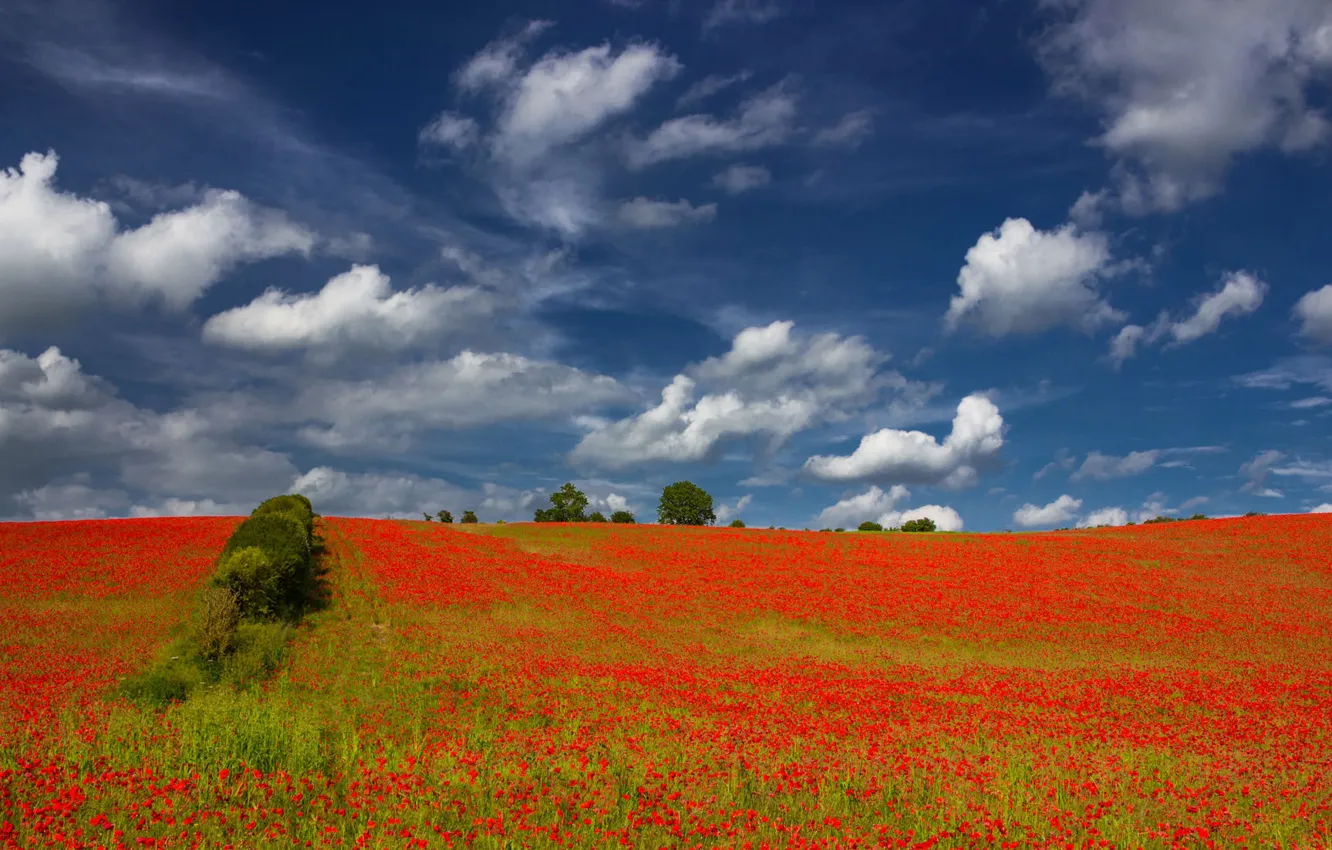 Photo wallpaper field, clouds, flowers, England, Maki