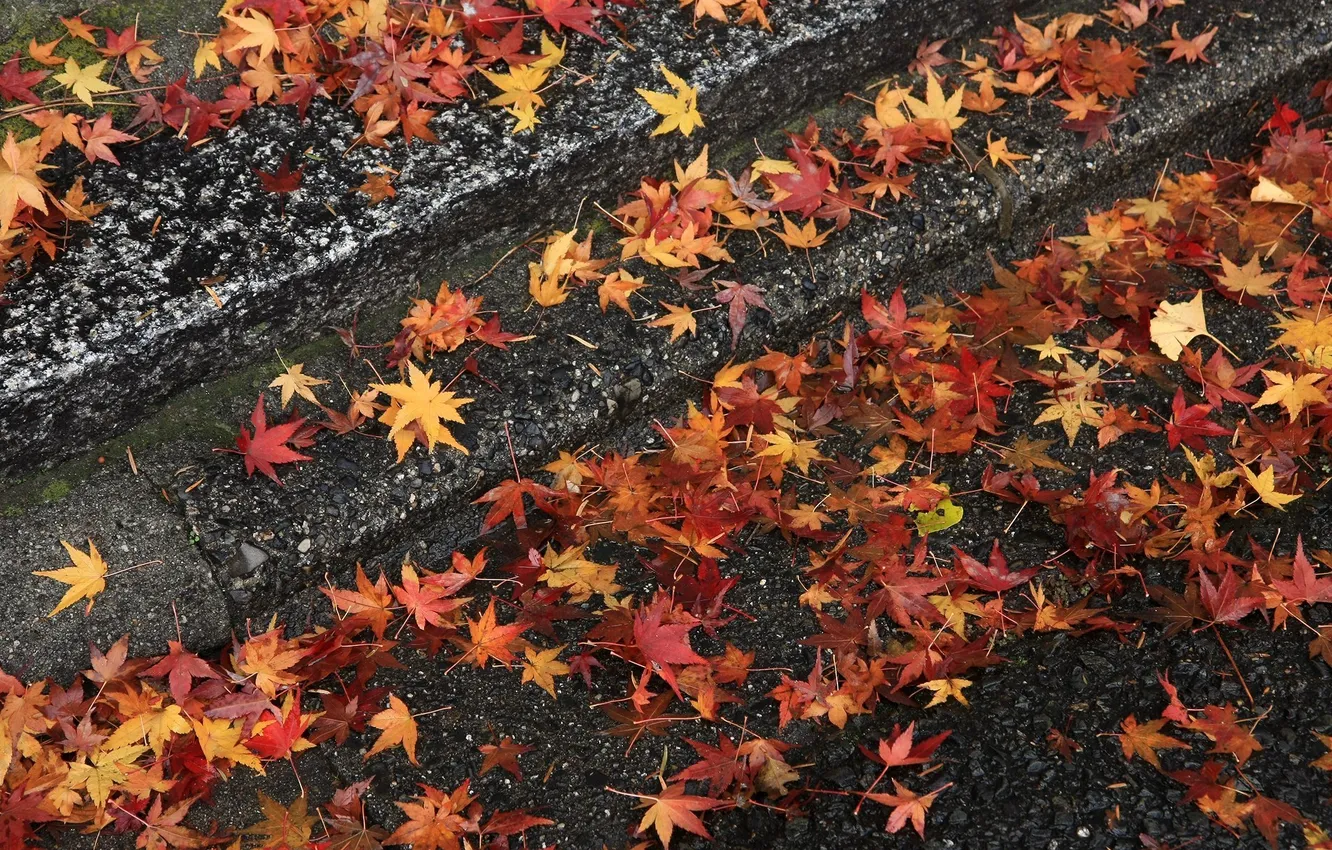 Photo wallpaper autumn, leaves, stones, stage