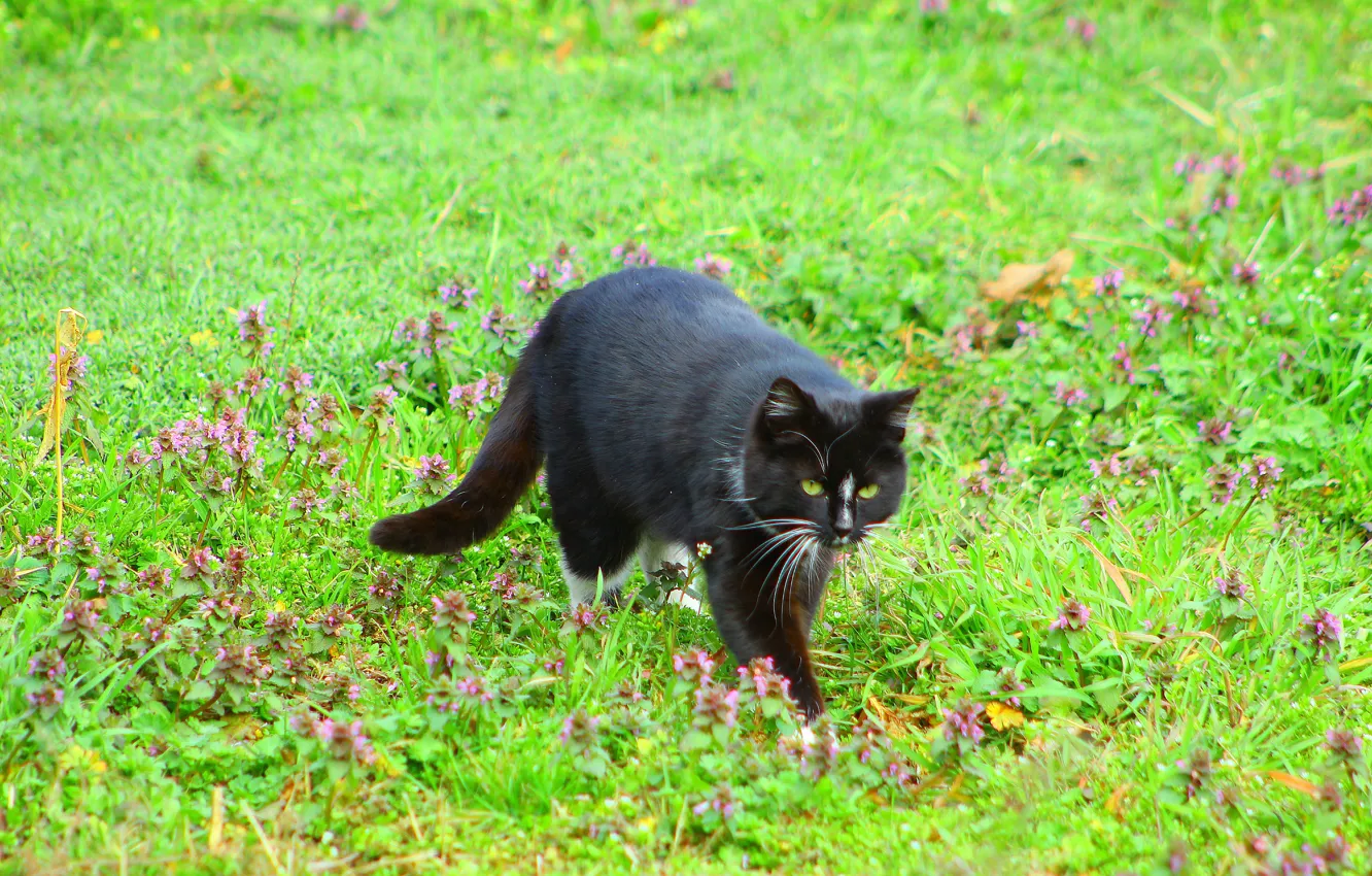 Photo wallpaper grass, black, cat