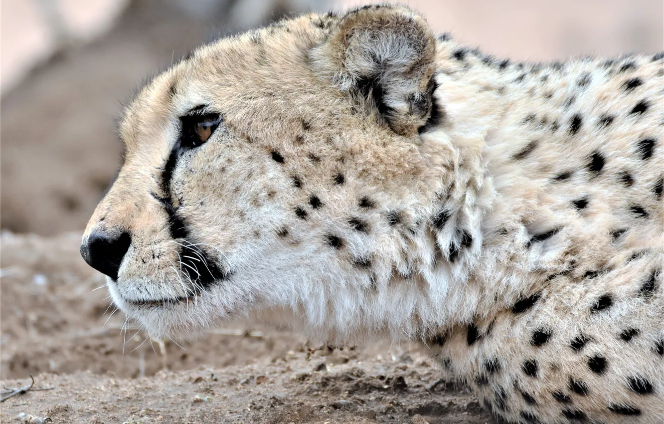 Photo wallpaper cat, wool, Cheetah