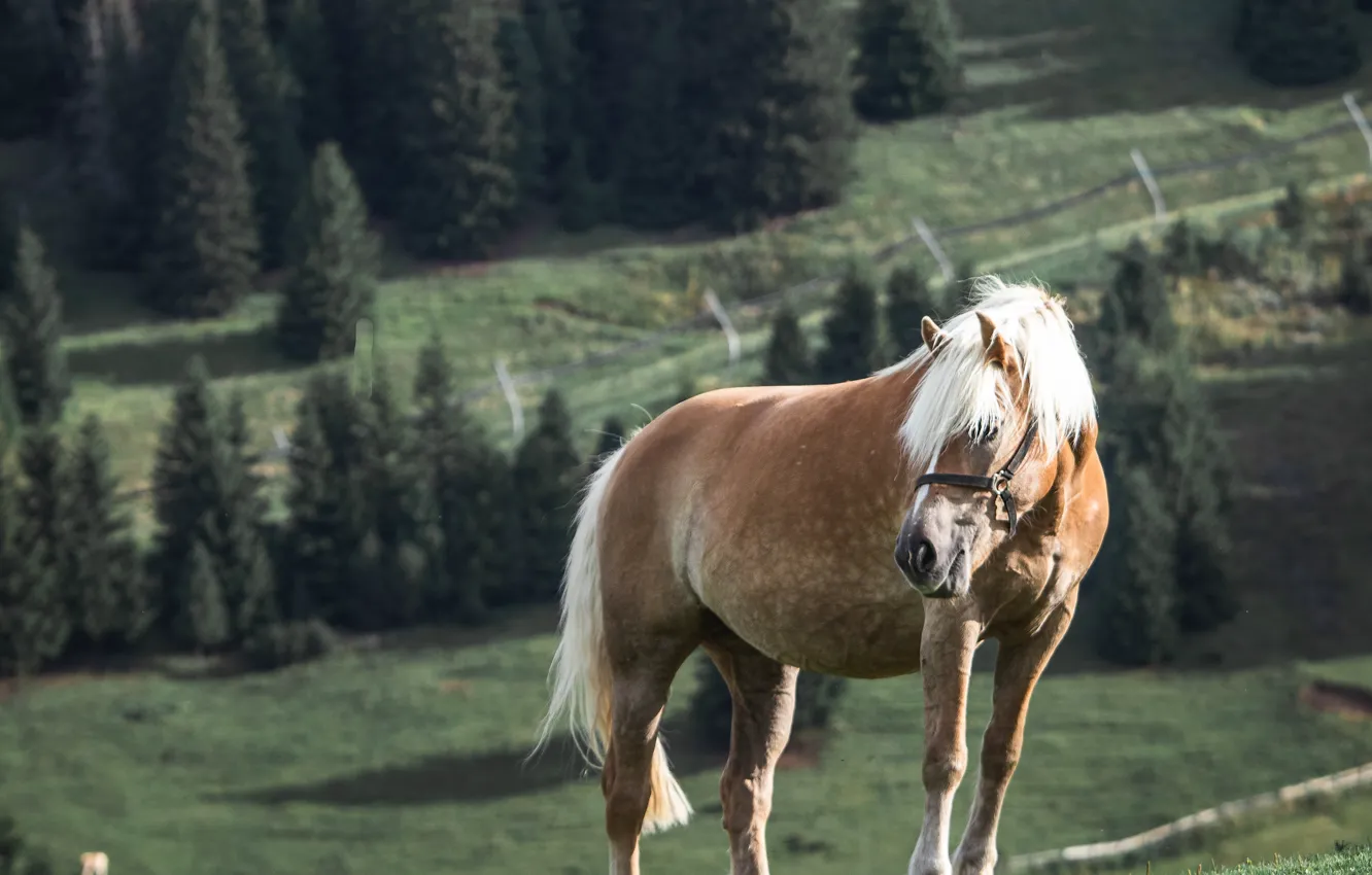 Photo wallpaper field, forest, look, light, horse, hills, horse, height