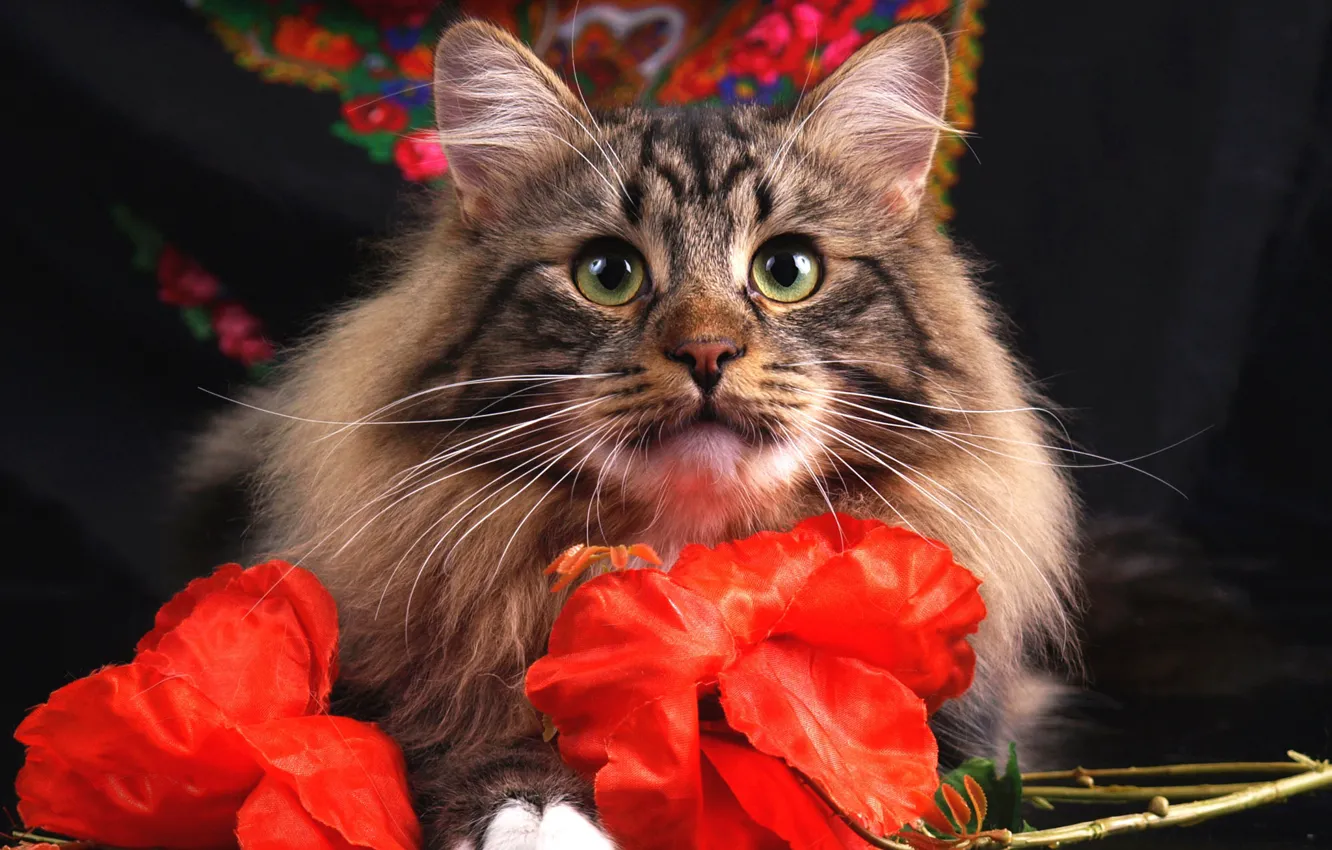 Photo wallpaper cat, eyes, cat, look, face, flowers, red, grey