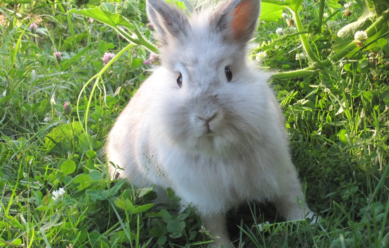 Photo wallpaper summer, Rabbit, weed, ears, white fluffy