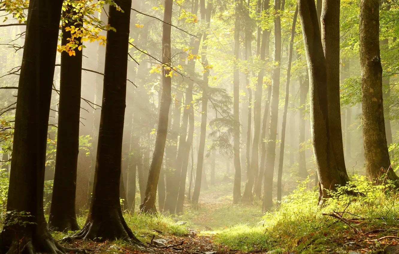 Photo wallpaper forest, grass, rays, trees, firewood