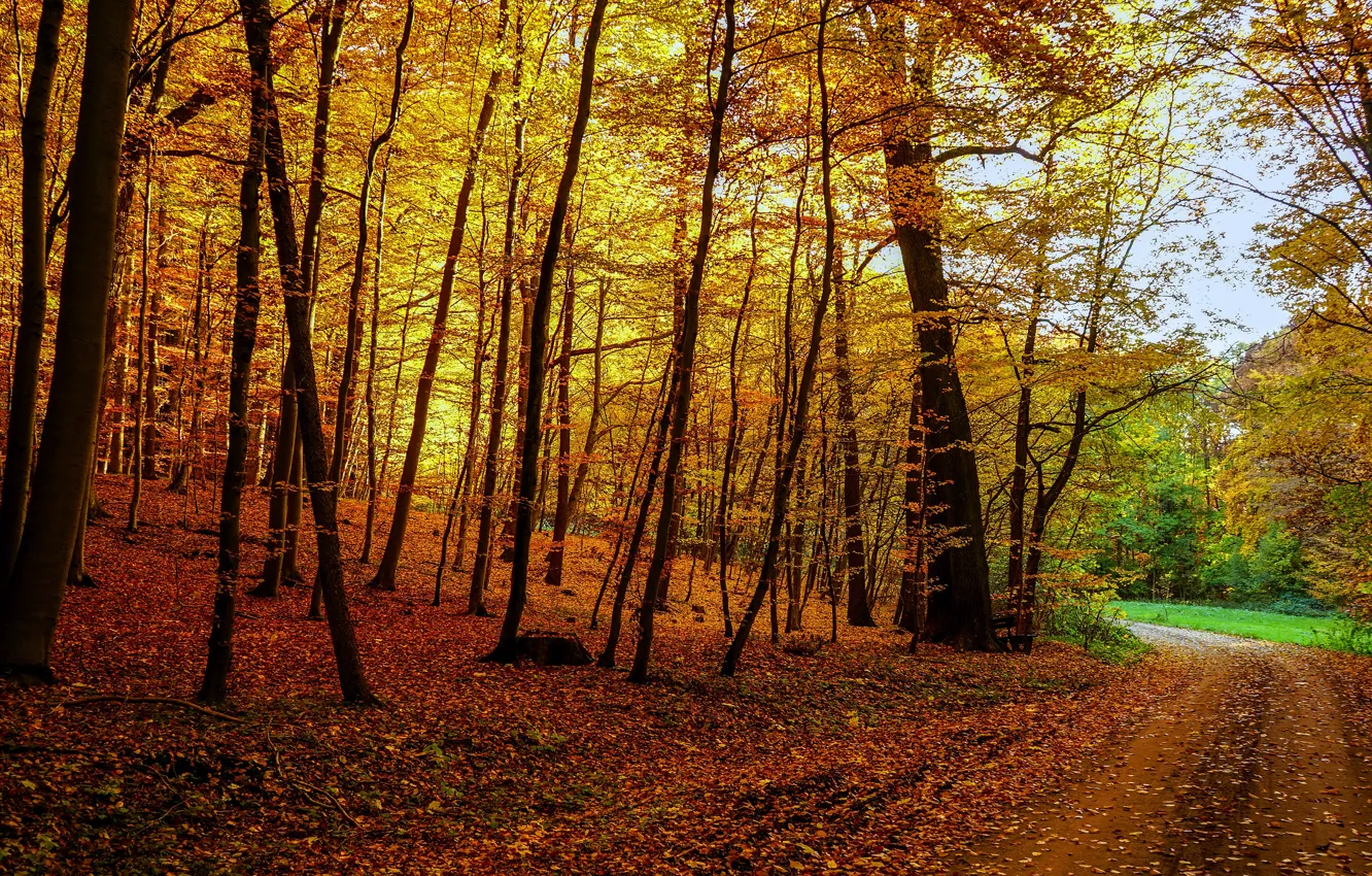 Photo wallpaper road, autumn, forest, leaves, trees, branches, yellow, nature