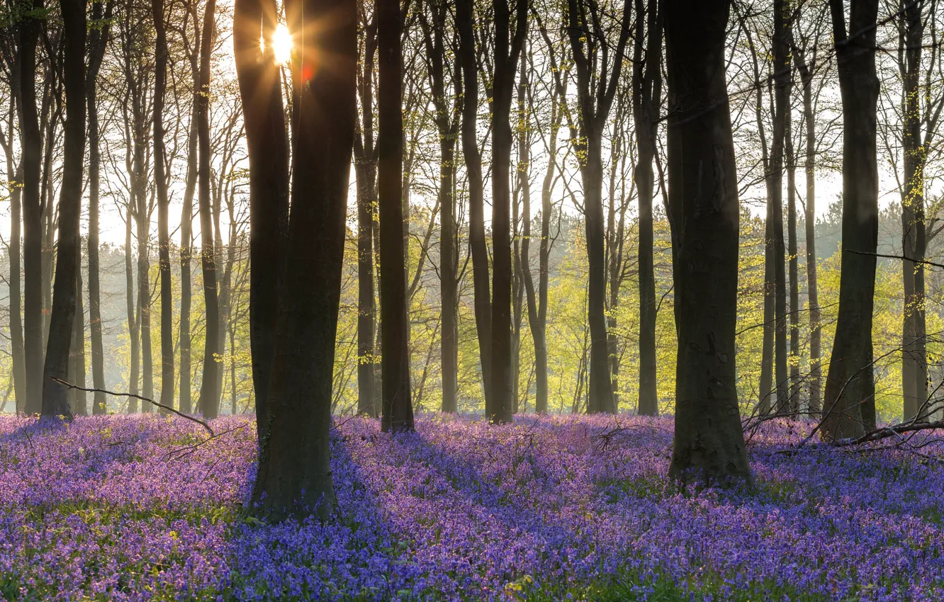 Photo wallpaper forest, trees, flowers, spring