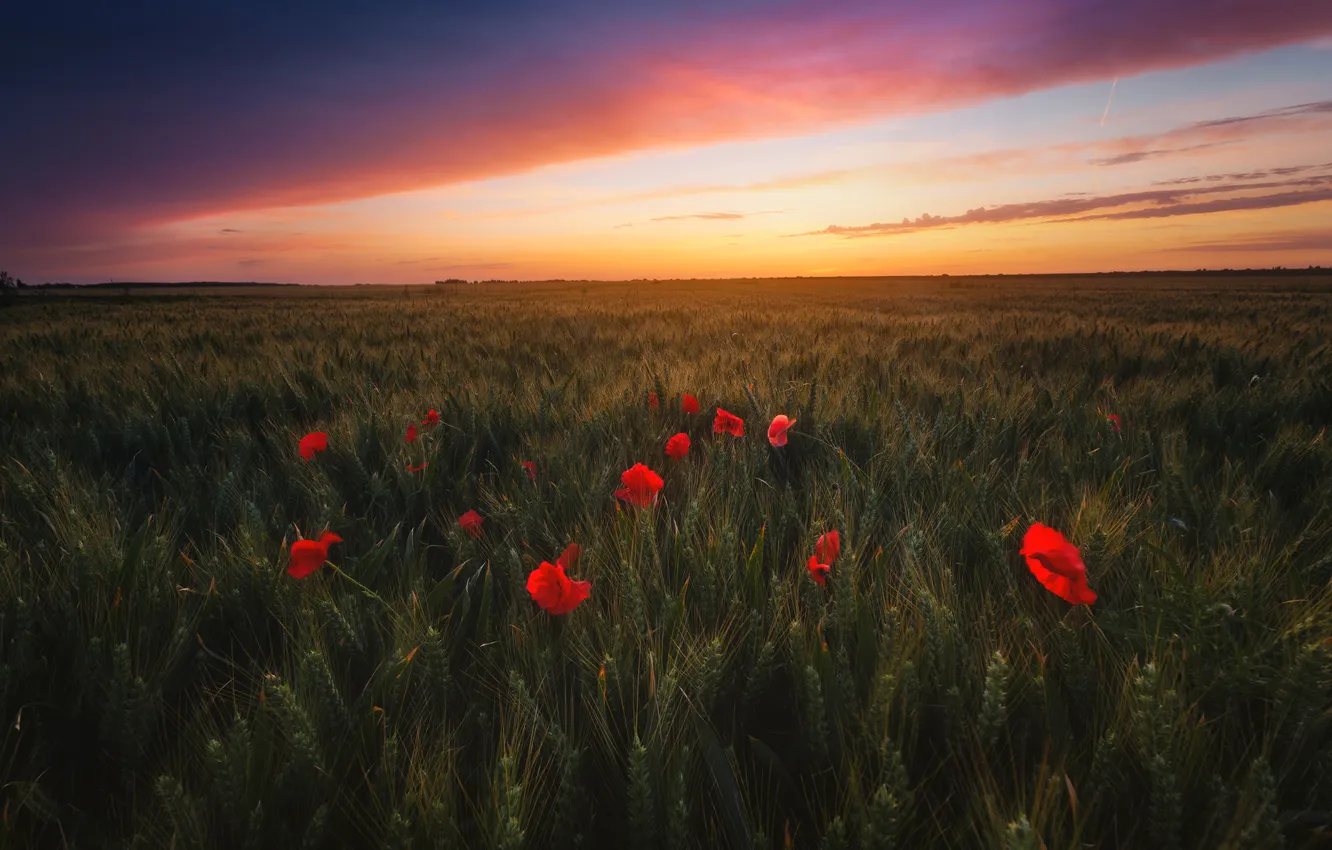 Photo wallpaper summer, the sky, clouds, sunset, flowers, red, dawn, Maki